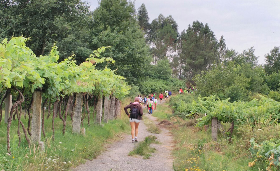 Cincuenta personas participaron en la jornada de senderismo organizada por la Ruta do Viño Rías Baixas en As Neves