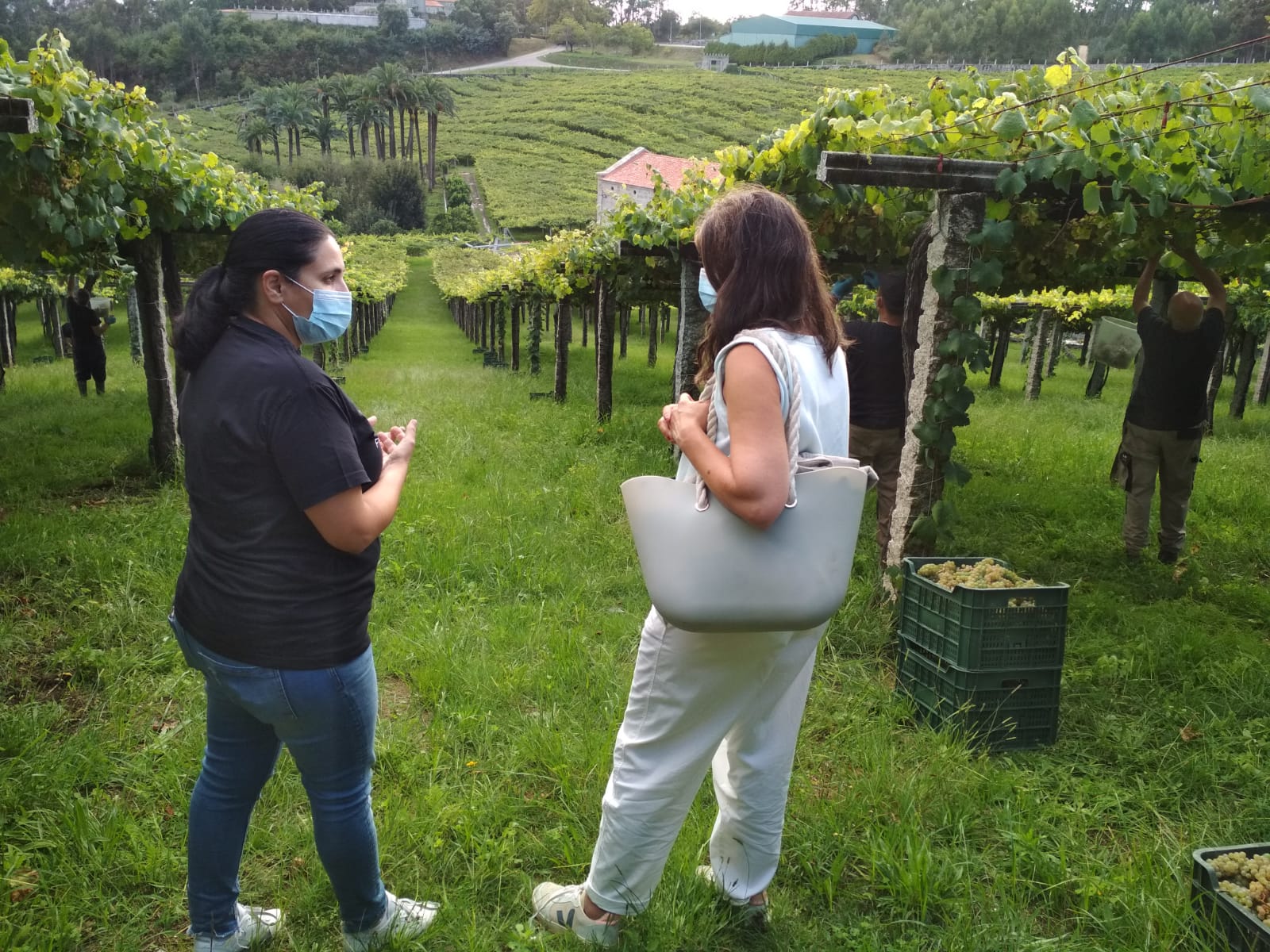La Ruta do Viño Rías Baixas vuelve a destacar entre las más visitadas a pesar de la pandemia